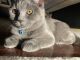 British Shorthair Cats for sale in Tampa, FL 33647, USA. price: NA