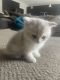 British Shorthair Cats for sale in Knoxville, TN, USA. price: $1,000