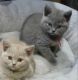 British Shorthair Cats for sale in San Francisco, CA, USA. price: $700
