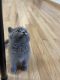 British Shorthair Cats for sale in Jasmine St, Denver, CO, USA. price: $650