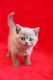 British Shorthair Cats for sale in Sacramento, CA, USA. price: $1,800