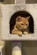 British Shorthair Cats for sale in Chattanooga, TN 37411, USA. price: $100