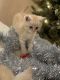 British Shorthair Cats for sale in North Highlands, CA, USA. price: NA