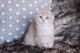 British Shorthair Cats for sale in North Highlands, CA, USA. price: NA