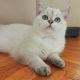 British Shorthair Cats for sale in Santa Clara, CA 95050, USA. price: $1,500