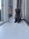 British Shorthair Cats for sale in Oak Brook, IL 60523, USA. price: NA