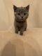 British Shorthair Cats for sale in Fort Wayne, IN 46805, USA. price: $900