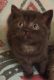 British Shorthair Cats for sale in Bronx, NY, USA. price: NA