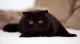 British Shorthair Cats for sale in California City, CA, USA. price: $500