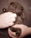 British Shorthair Cats for sale in California City, CA, USA. price: $500
