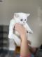 British Shorthair Cats for sale in Virginia Beach, VA, USA. price: $1,500
