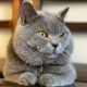 British Shorthair Cats for sale in Woodbridge, VA 22192, USA. price: $1,500