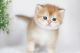 British Shorthair Cats for sale in King County, WA, USA. price: $2,000