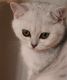 British Shorthair Cats for sale in Baltimore, MD, USA. price: NA