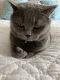British Shorthair Cats for sale in Loomis, CA, USA. price: NA