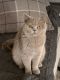 British Shorthair Cats for sale in Wytheville, VA 24382, USA. price: NA