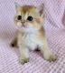 British Shorthair Cats for sale in Brooklyn, NY, USA. price: $2,000