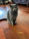 British Shorthair Cats for sale in Chino Hills, CA, USA. price: NA