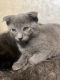 British Shorthair Cats for sale in Sacramento, CA, USA. price: NA