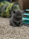 British Shorthair Cats for sale in Jasmine St, Denver, CO, USA. price: $800