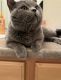 British Shorthair Cats for sale in Jasmine St, Denver, CO, USA. price: $700