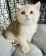 British Shorthair Cats for sale in 15000 Park Row, Houston, TX 77084, USA. price: NA