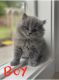 British Shorthair Cats for sale in Federal Way, WA 98001, USA. price: $1,000