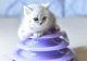 British Shorthair Cats for sale in Tampa, FL, USA. price: $1,950