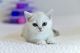 British Shorthair Cats for sale in Tampa, FL, USA. price: NA