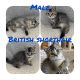British Shorthair Cats for sale in West Sacramento, CA, USA. price: $600