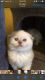 British Shorthair Cats for sale in Brooklyn, NY, USA. price: $1,100