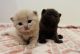 British Shorthair Cats for sale in San Diego, CA, USA. price: $1,700
