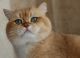 British Shorthair Cats for sale in Turkey, TX 79261, USA. price: NA