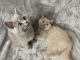British Shorthair Cats for sale in Philadelphia, PA, USA. price: $1,400