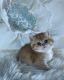 British Shorthair Cats for sale in Camas, WA 98607, USA. price: NA