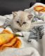 British Shorthair Cats for sale in St. Louis, MO, USA. price: $1,300