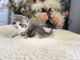 British Shorthair Cats for sale in Tulsa, OK, USA. price: $1,500