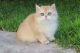 British Shorthair Cats for sale in San Diego, CA, USA. price: $4,000