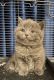 British Shorthair Cats for sale in Fort Wayne, IN 46805, USA. price: $2,000