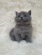 British Shorthair Cats for sale in New York New York Casino, Las Vegas, NV 89109, USA. price: $300