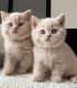 British Shorthair Cats for sale in Concourse B, 8500 Peña Blvd, Denver, CO 80249, USA. price: $400