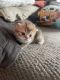 British Shorthair Cats for sale in Knoxville, TN, USA. price: $1,000