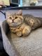 British Shorthair Cats for sale in Toms River, NJ 08753, USA. price: NA