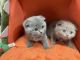 British Shorthair Cats for sale in Philadelphia, PA, USA. price: $1,200