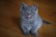 British Shorthair Cats for sale in New Yorkweg, 1334 NA Almere, Netherlands. price: 400 EUR