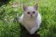 British Shorthair Cats for sale in San Diego, CA, USA. price: $2,500