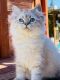British Shorthair Cats for sale in Seattle, WA, USA. price: $1,500