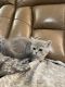 British Shorthair Cats for sale in Gainesville, GA, USA. price: $2,500