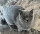 British Shorthair Cats for sale in Gainesville, GA, USA. price: $1,200