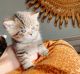 British Shorthair Cats for sale in Darien, CT, USA. price: $1,000